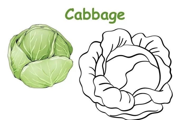 Bắp cải với lớp lá cuộn tròn cho trẻ tô