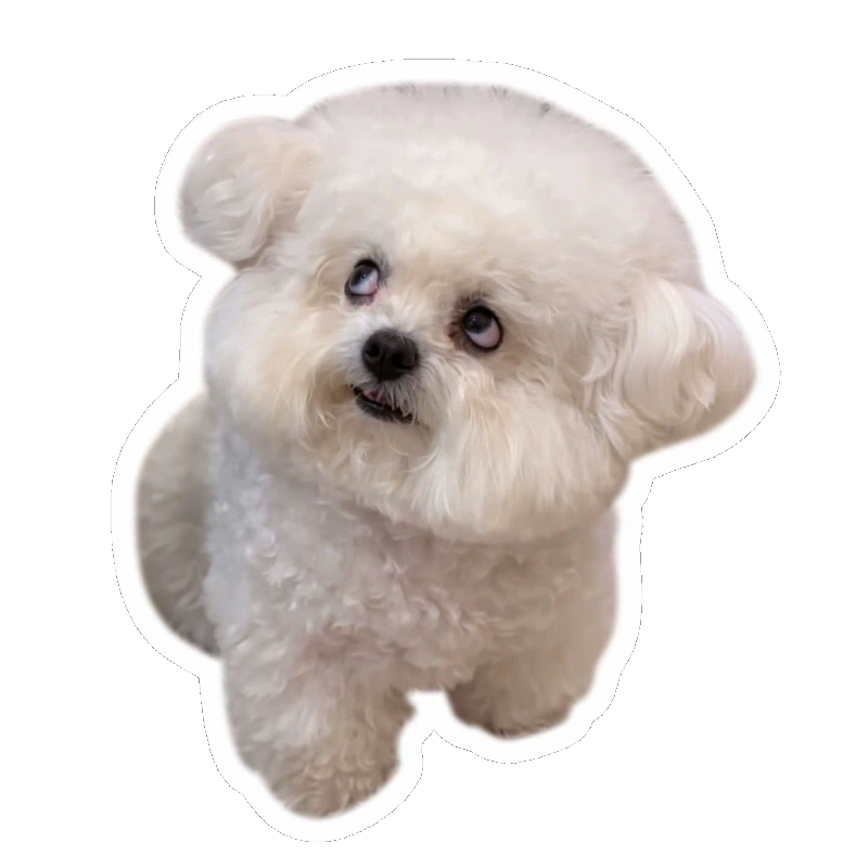 Sticker bựa hài với gương mặt bá đạo người xem bật cười