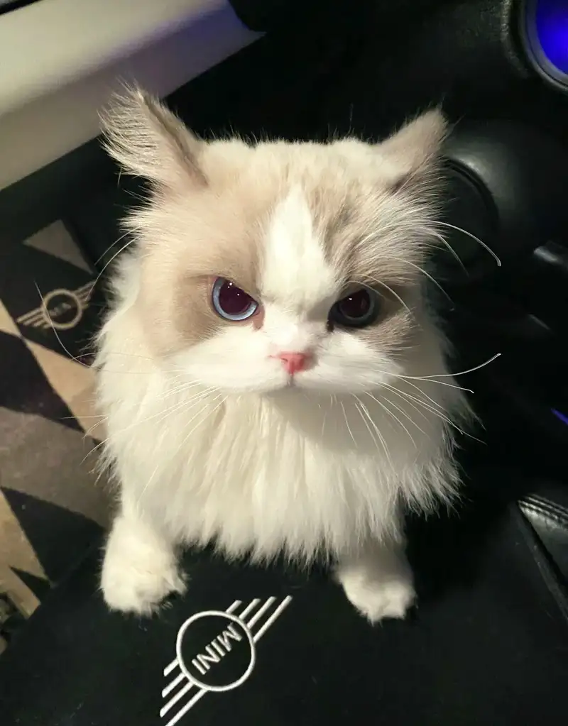 ảnh avatar mèo vô tri cute làm ảnh đại diện