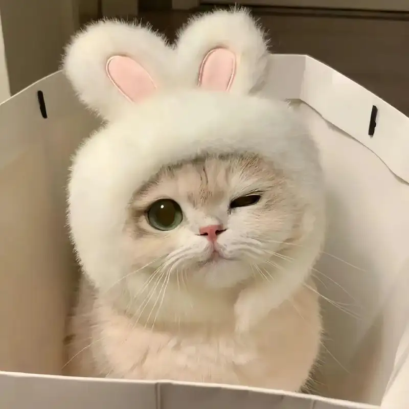 avatar mèo vô tri meme hot nhất