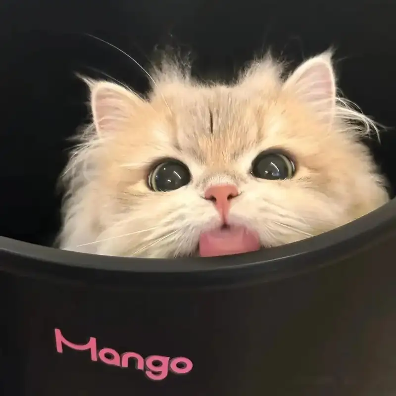 mèo vô tri avatar đẹp cho TikTok