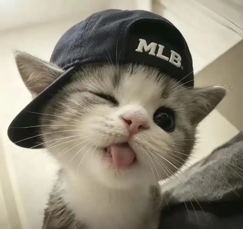 mèo vô tri avatar meme vui nhộn